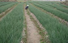 TP. Hồ Chí Minh: Năm 2017, giá trị sản xuất nông nghiệp đạt 19.600 tỷ đồng