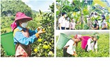 Lào Cai: Nguồn vốn giúp người nghèo vươn lên thoát nghèo